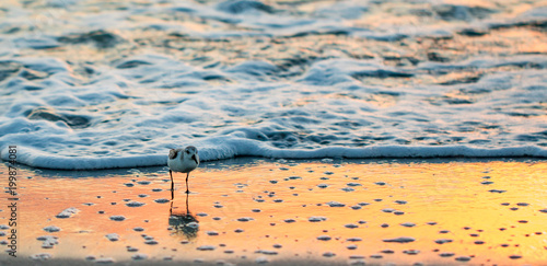 Sanderling