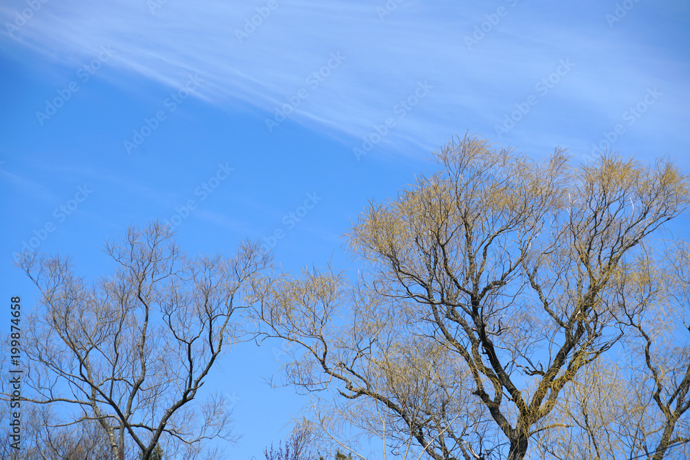 tree and branches in early spring under blue sky