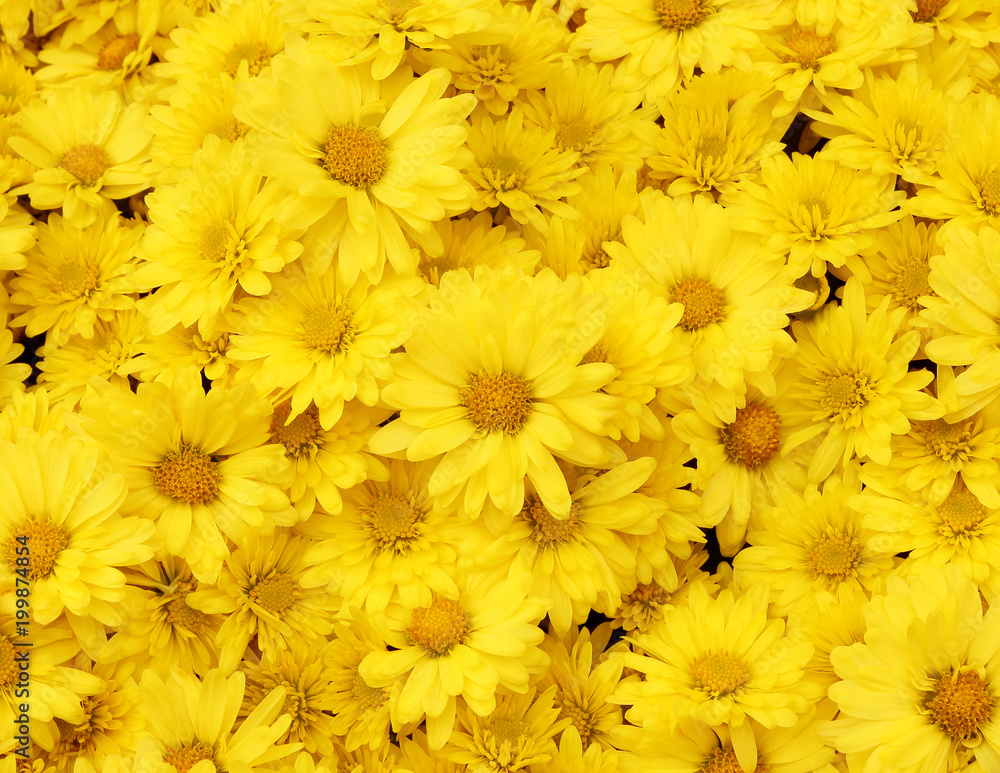 Naklejka premium Piękny tło mniszek, żółte kwiaty kwitną w ogrodzie.