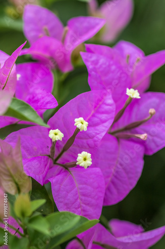 Bougainvellea