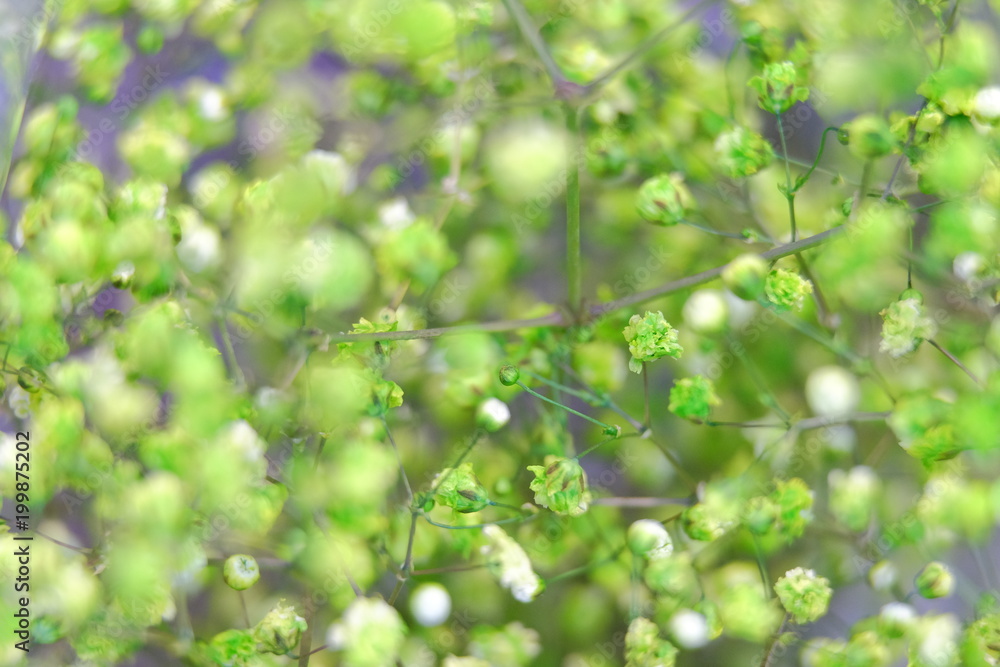 Green and wihte Gypsophila in full blossom creamy style Green and wihte Gypsophila in full blossom creamy style