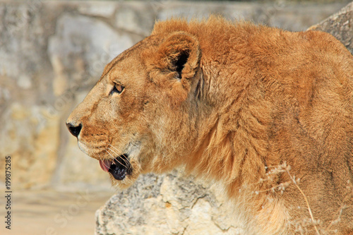 Lion s head in profile