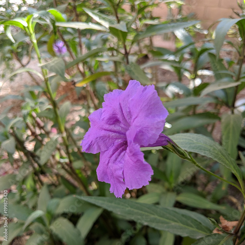 Purple Mexican petunia also known as Brittons wild petunia or Mexican bluebell native to Mexico and US Southwest (Ruellia simplex) photo