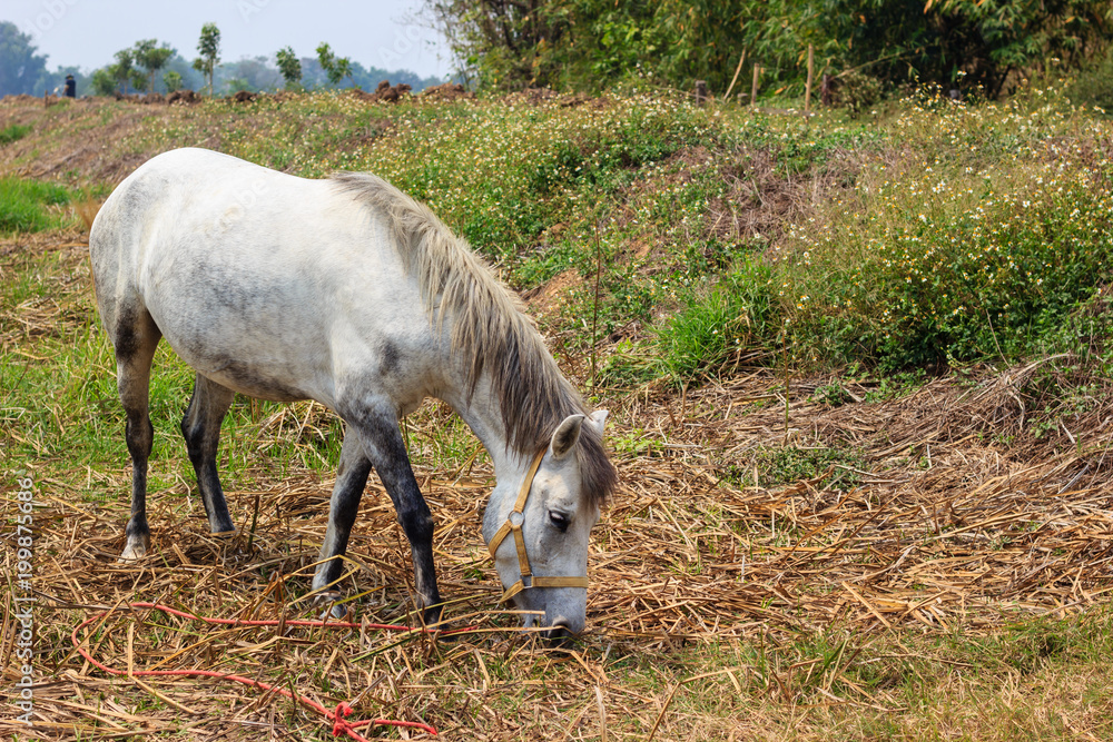 horse in summer nature landscape horse in summer nature landscape