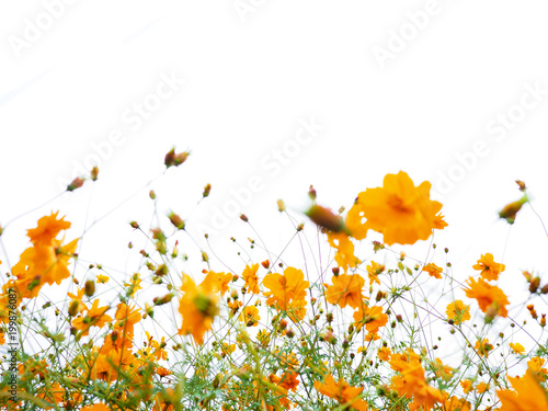 Fototapeta Naklejka Na Ścianę i Meble -  Close up orange cosmos flower