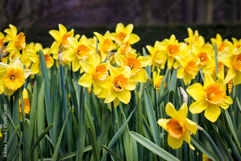 Field of Cheerful Yellow Daffodil Flowers with a Bee in One of Them in Amsterdam, Netherlands Field of Cheerful Yellow Daffodil Flowers with a Bee in One of Them in Amsterdam, Netherlands