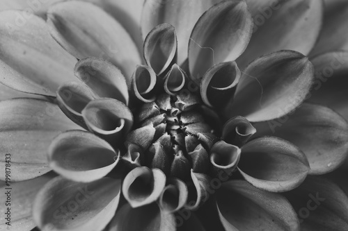 Fototapeta Naklejka Na Ścianę i Meble -  Single Beautiful Dahlia closed up with B&W color