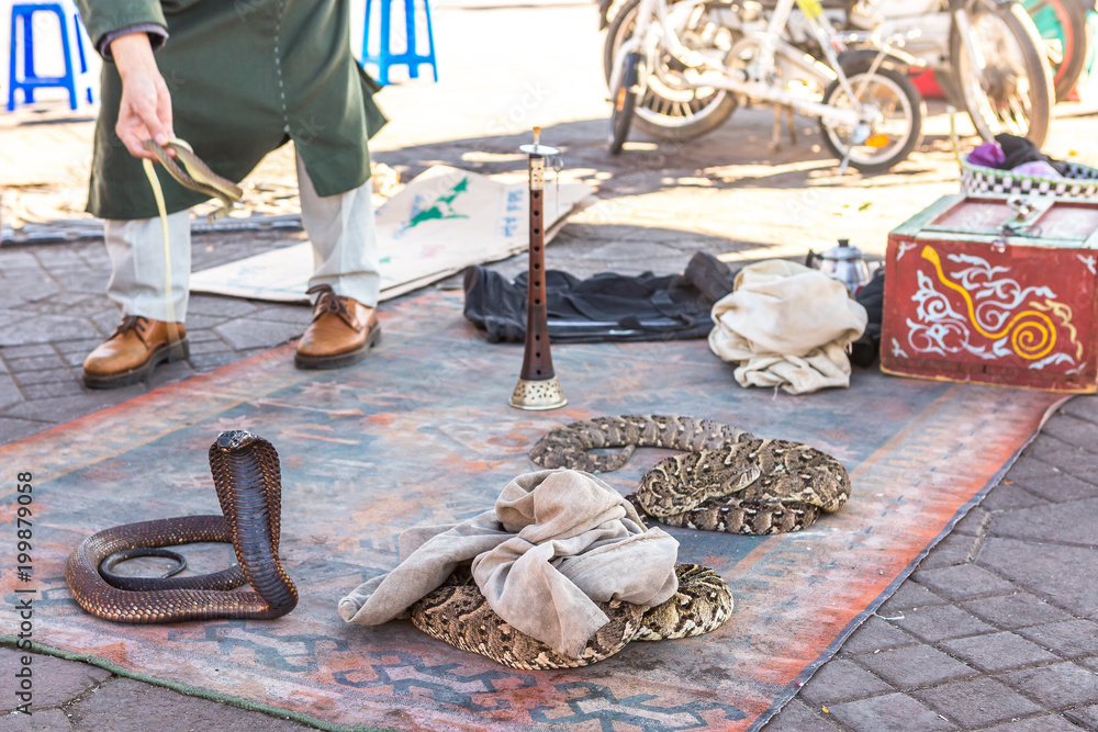 Obraz premium Marrakesh, Morocco, Africa - Domestic snakes in Jemaa el Fna square