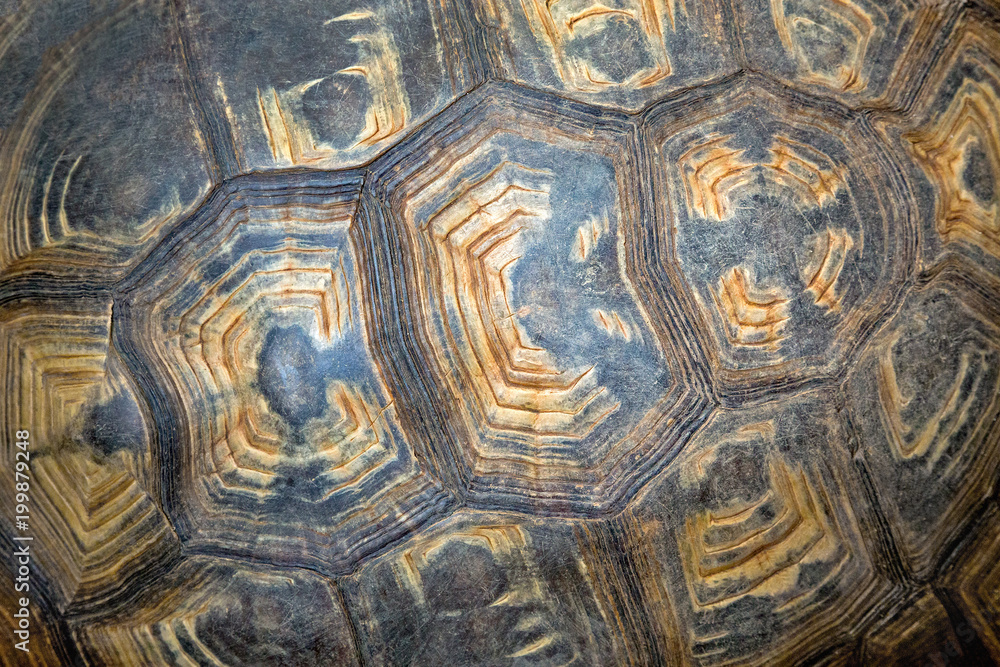 Textures and patterns of turtles for background Textures and patterns of turtles for background