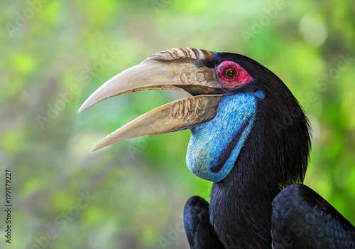 Detailed  on the face of the Wreathed Hornbill, Bar-pouched wreathed hornbill (Rhyticeros undulatus) (Female). photo