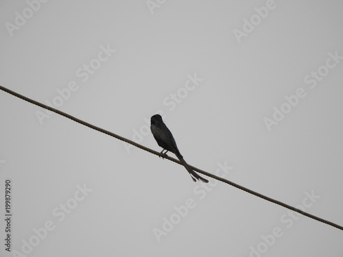 black drongo in a fog morning photo