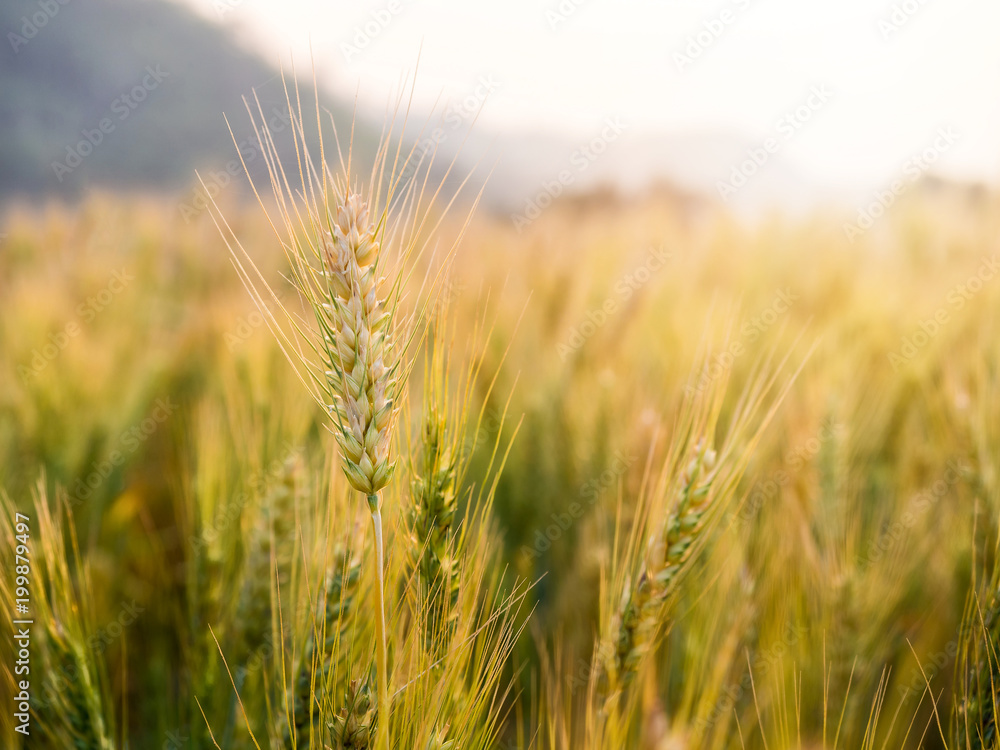 Fototapeta premium Barley Field in period harvest at sunset.