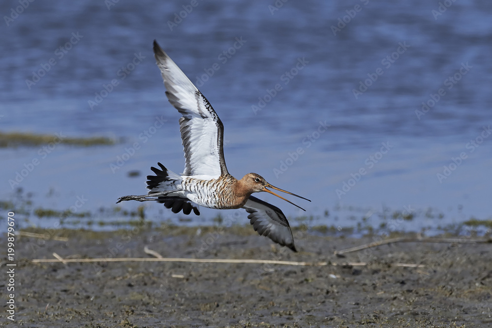 Fototapeta premium Black-tailed godwit (Limosa limosa)
