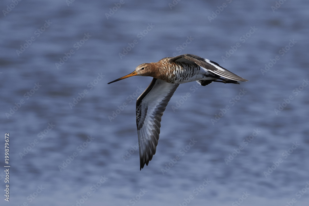 Black-tailed godwit (Limosa limosa) Black-tailed godwit (Limosa limosa)