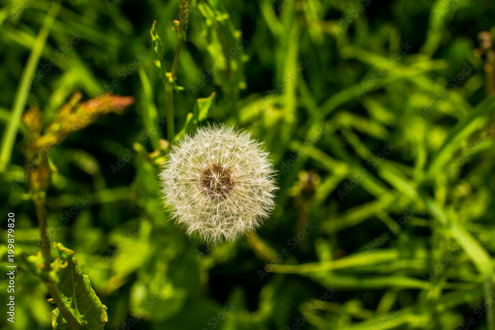 View of isolated dandelion from the top over green background. Copy space View of isolated dandelion from the top over green background. Copy space