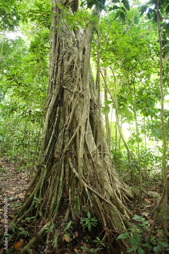 Strangler fig vine covers a tree in the rain forest  St Lucia  Caribbean.