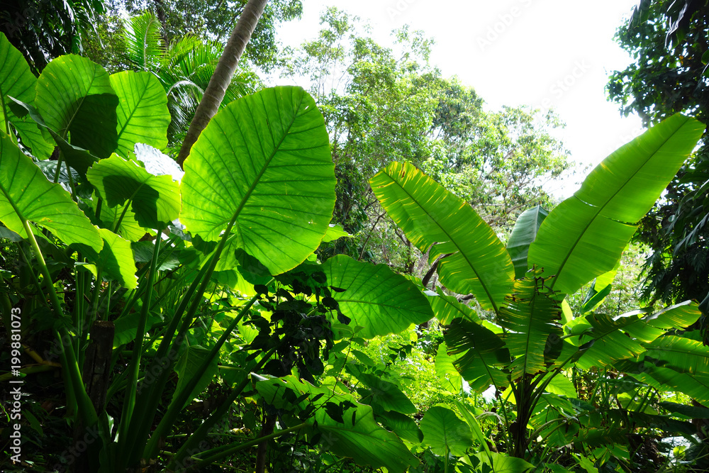 Naklejka premium Las dżungli z alocasia macrorrhizos i krajobrazem liści bananowca