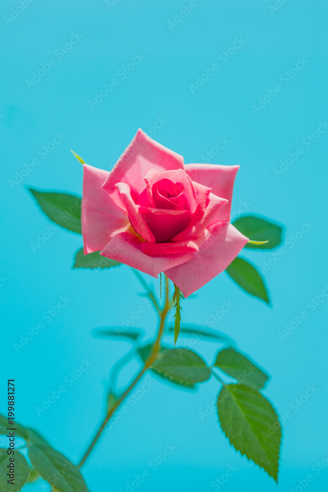 Pink red rose flower room closeup on delicate pastel blue background, abstract natural background, blank greeting card, copy space Pink red rose flower room closeup on delicate pastel blue background, abstract natural background, blank greeting card, copy space