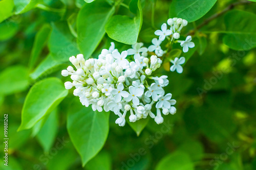 Spring branch of blossoming white lilac. Lilac blossoming branches photo