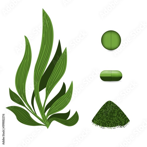 Spirulina algae pills, spirulina powder. Vegetarian food.  Plant vector Illustration.
