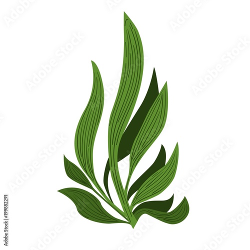 Spirulina algae Underwate. Vegetarian food.  Plant vector Illustration.