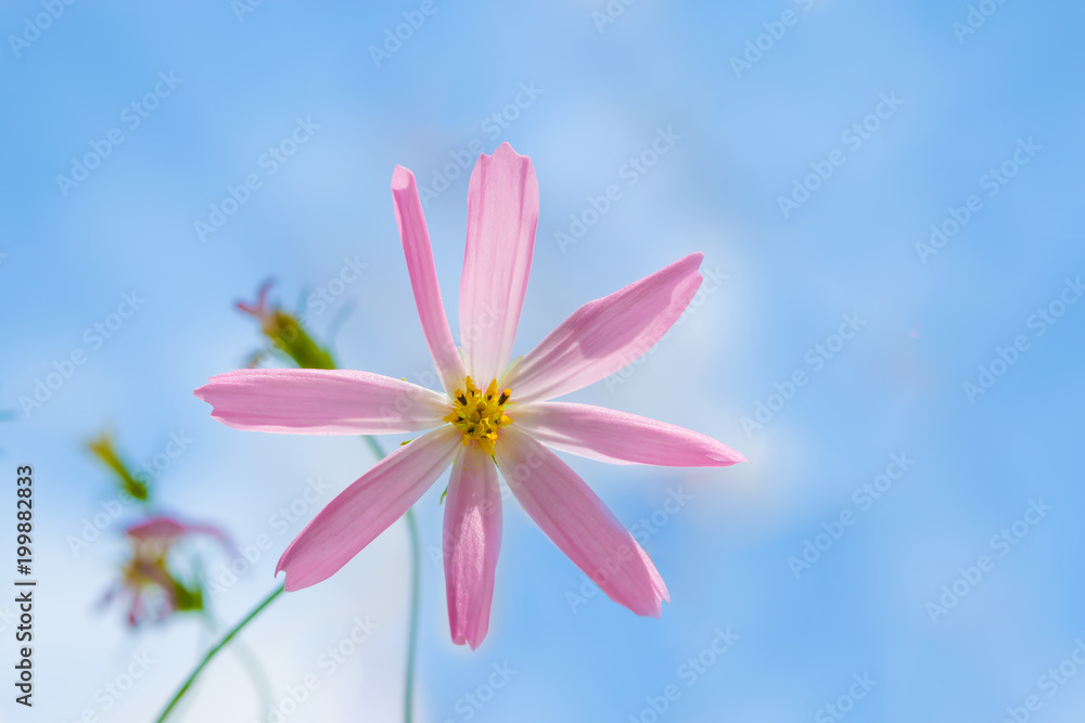 Obraz premium Pink purple flower Cosmos bipinnatus close up on gentle pastel blue background, abstract natural background, blank greeting card