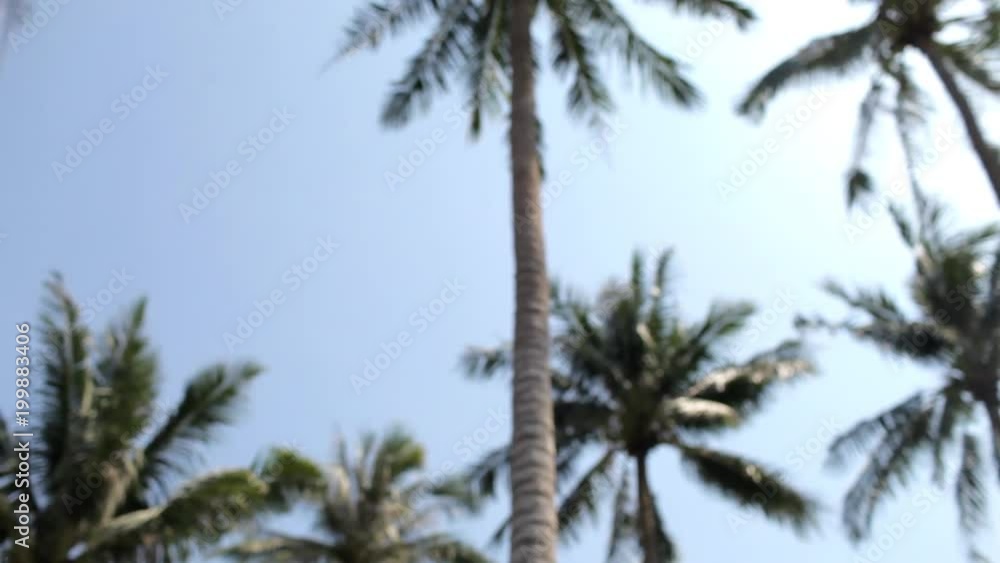 blurred palms trees against the sky blurred palms trees against the sky