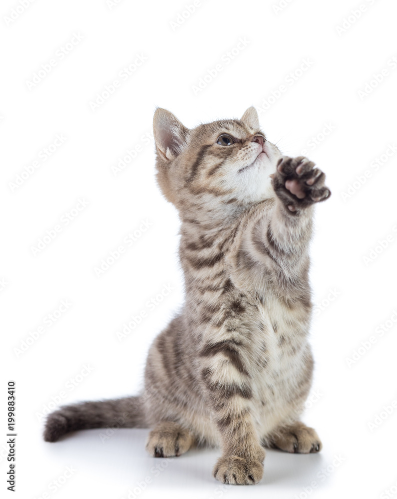 Obraz premium Kitten sitting and lifted a paw. Isolated on white background