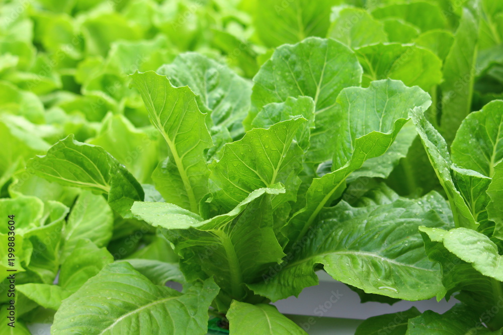 Organic Salad from Hydroponics with Liquid Soil in Non-Soil Water at Organic Farm. Organic Salad from Hydroponics with Liquid Soil in Non-Soil Water at Organic Farm.