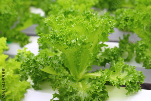 Organic Salad from Hydroponics with Liquid Soil in Non-Soil Water at Organic Farm.