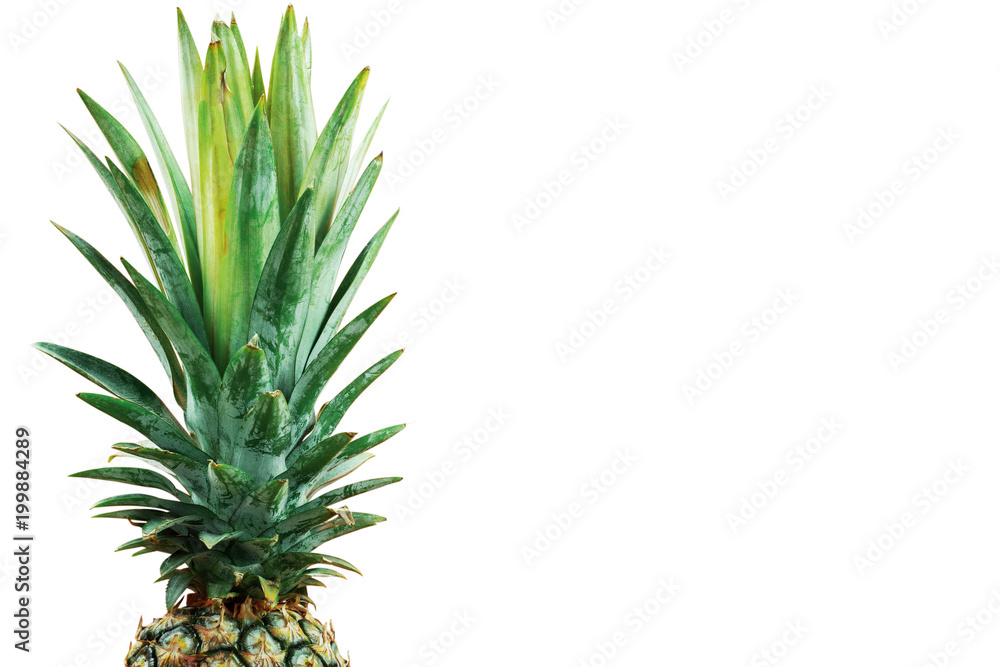 Fototapeta premium pineapple leaves on white background.