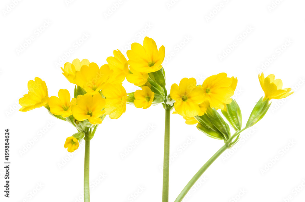 Three stems with yellow flowers of the cowslip Three stems with yellow flowers of the cowslip