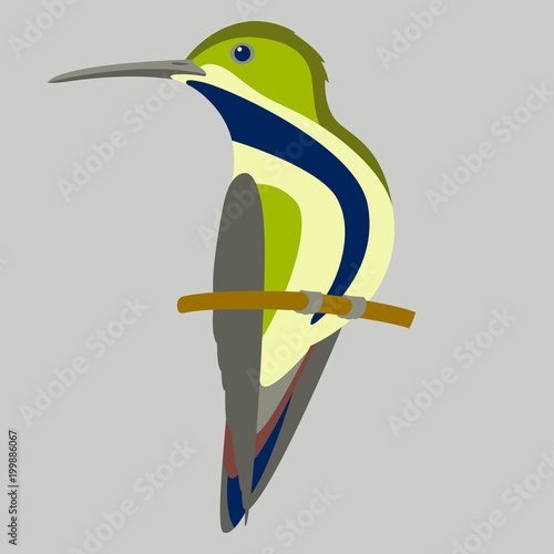colibri bird vector illustration flat style profile