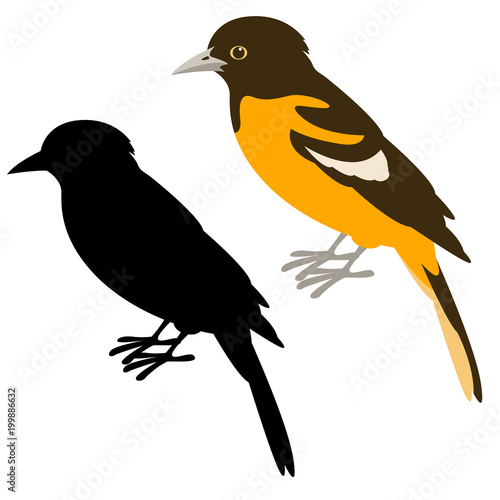 baltimore oriole  vector illustration flat  black silhouette