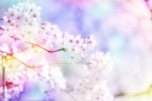 美しく咲き誇る満開の桜をカラフルにする　背景