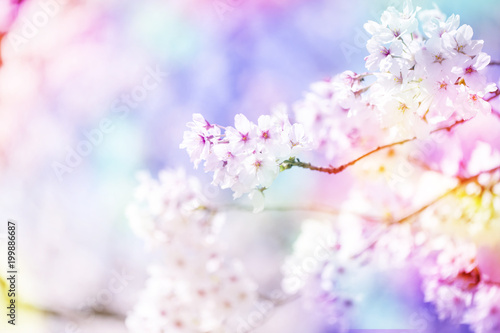美しく咲き誇る満開の桜をカラフルにする　背景
