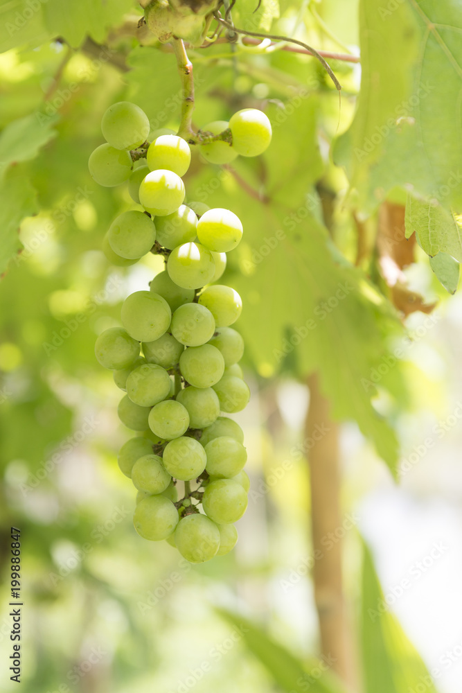 Green grape at farm, Thailand.