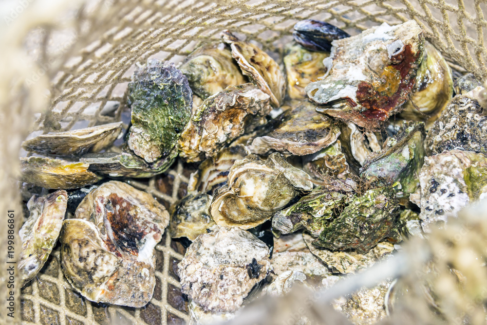Landing fishing net with harvest of raw closed oysters (oyster dredge) background Landing fishing net with harvest of raw closed oysters (oyster dredge) background