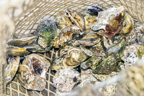 Landing fishing net with harvest of raw closed oysters (oyster dredge) background photo