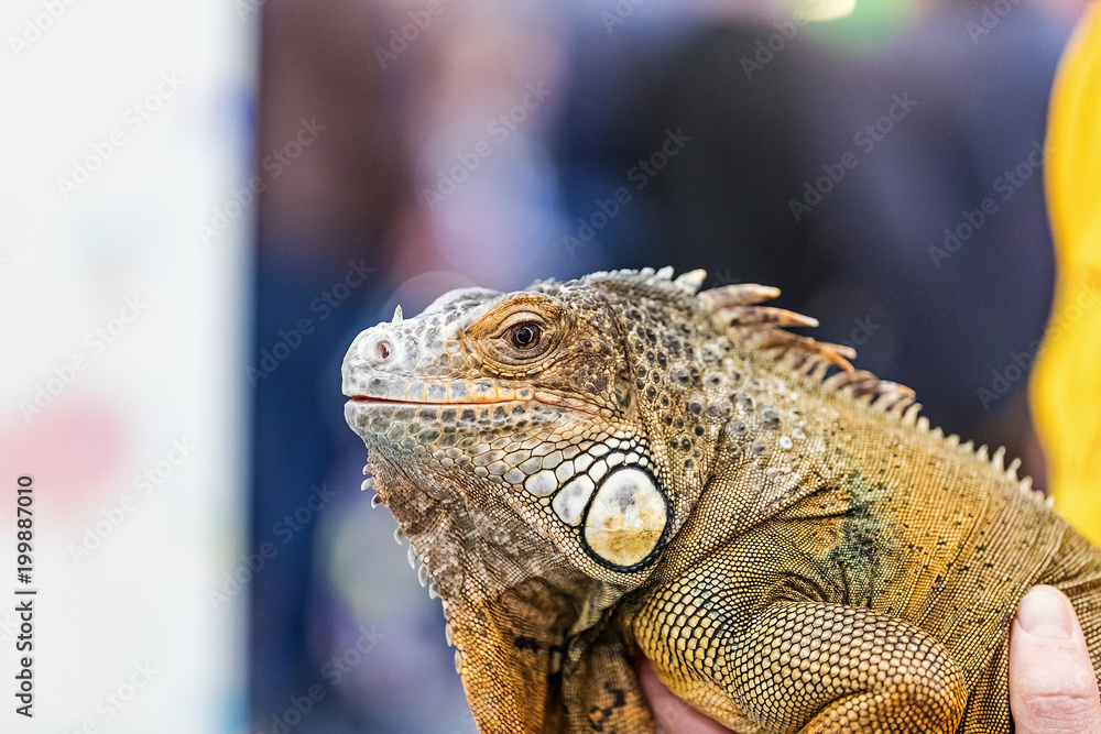 Obraz premium Guana.