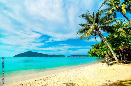 Empty beach with a palm tree on a tropical island. Vacation at the sea.