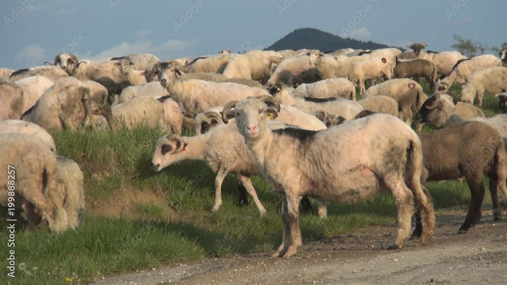 Background with beautiful group of sheep. Herding Sheep on farm meadow Background with beautiful group of sheep. Herding Sheep on farm meadow
