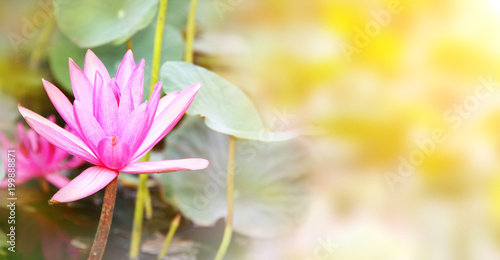 Horizontal banner with beautiful pink lotus flower