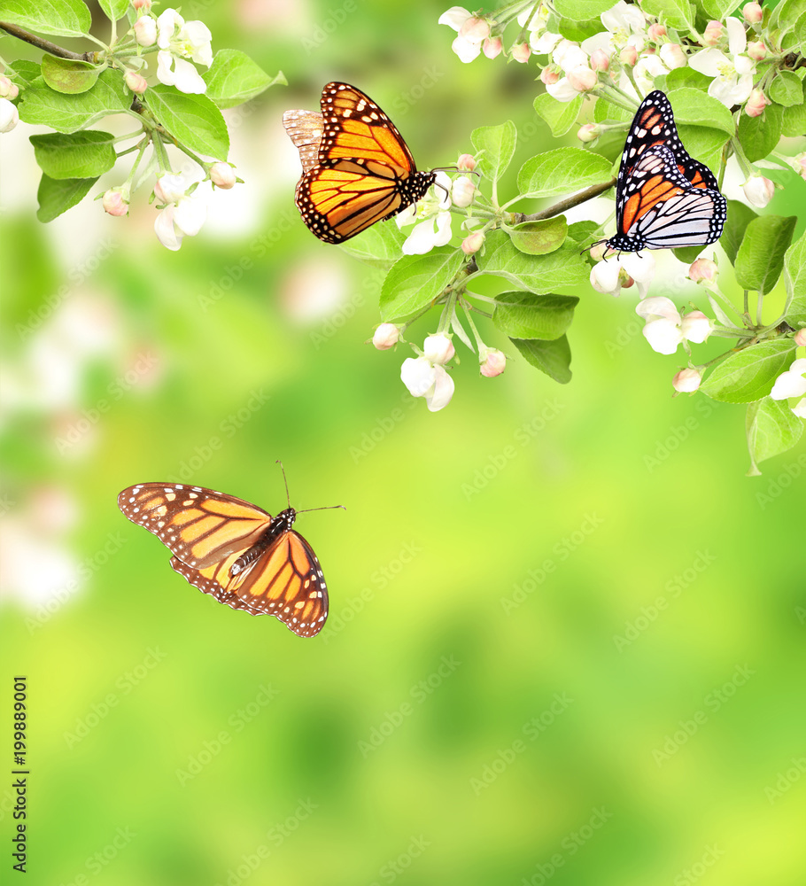Naklejka Kwiaty jabłek i motyli monarchy