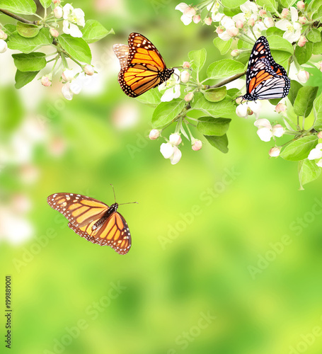 Flowers of apple and monarch butterflies © frenta