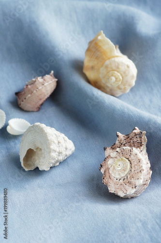 sea shells on a blue linen background. 