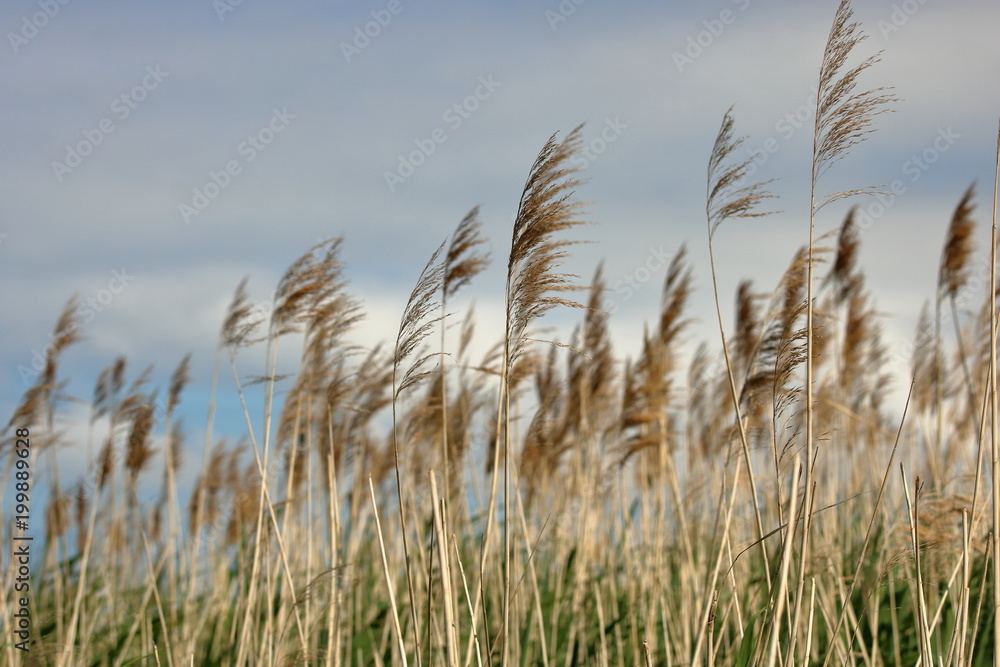 Fototapeta premium Delikatne suche rośliny z szuwar poruszają się na wietrze, lekko zachmurzone niebo w tle