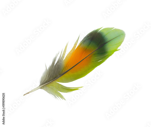 Beautiful green feather isolated on white background 