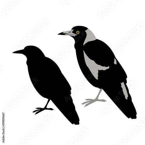 australian magpie vector illustration flat style  black silhouette