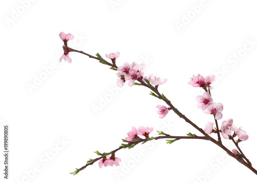 Fruit flowers blooming with twig isolated on white, with clipping path